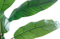 Bananero Artificial 180 cm Alto - imagen 4