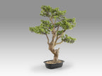 Bonsái artificial Sokan 81 cm