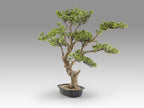 Bonsái artificial Sokan 81 cm