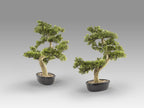 Set de 2 bonsáis artificiales Bankan 75 cm