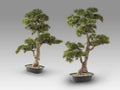 Set de 2 bonsáis artificiales Chokkan 83 cm