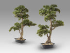 Set de 2 bonsáis artificiales Chokkan 83 cm
