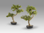 Set de 2 bonsáis artificiales Bankan II 49 cm