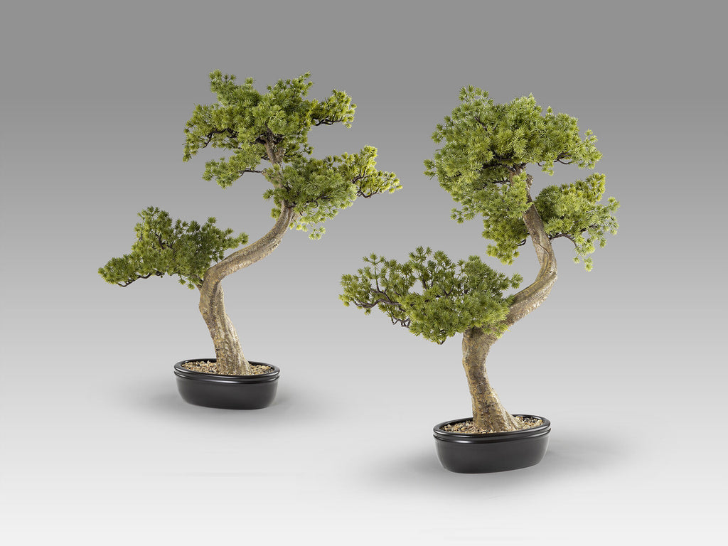 Set de 2 bonsáis artificiales Bankan II 49 cm