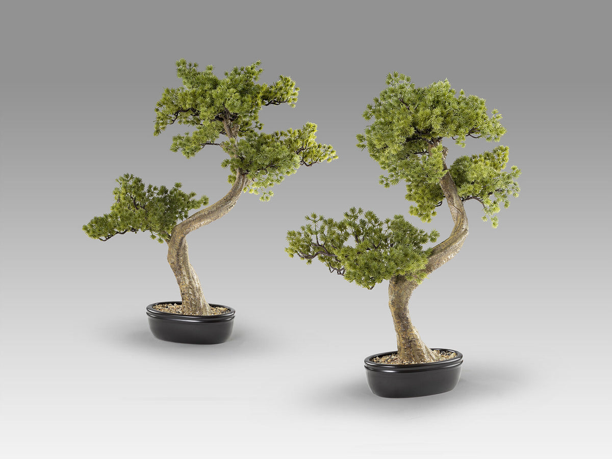 Set de 2 bonsáis artificiales Bankan II 49 cm
