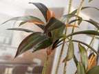 Planta artificial Dracena roja 220 cm