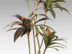 Planta artificial Dracena roja 220 cm