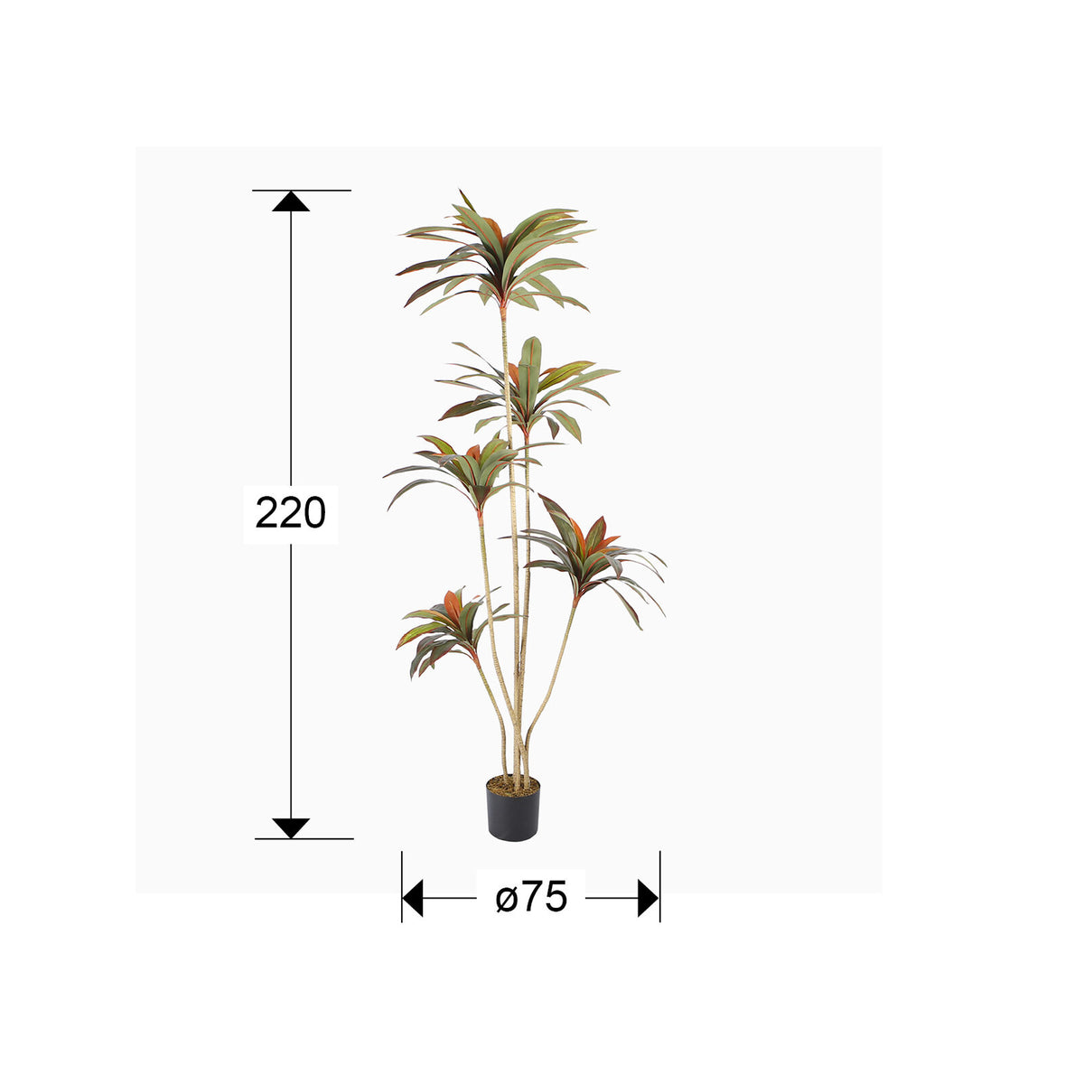 Planta artificial Dracena roja 220 cm - medidas