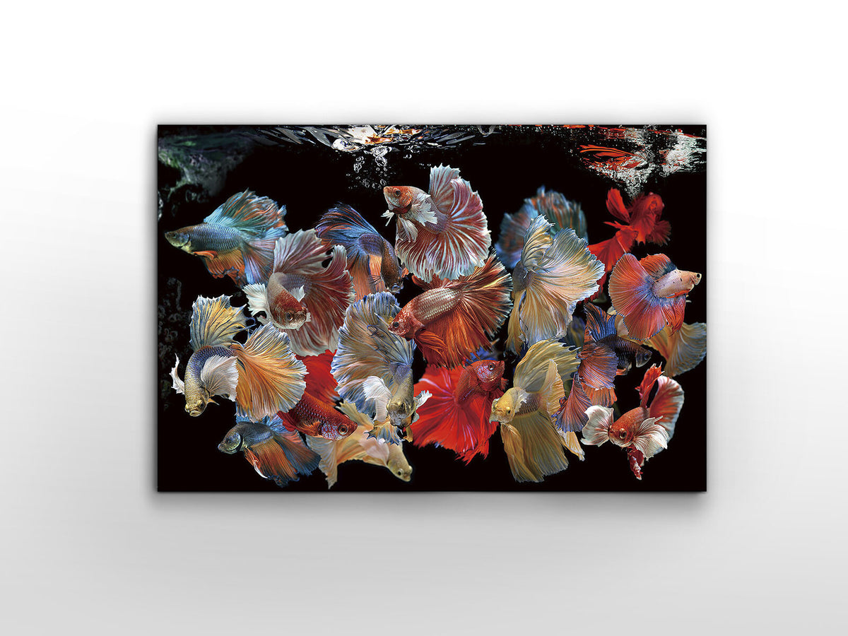 Fotografía Peces Siam 150 × 100 cm