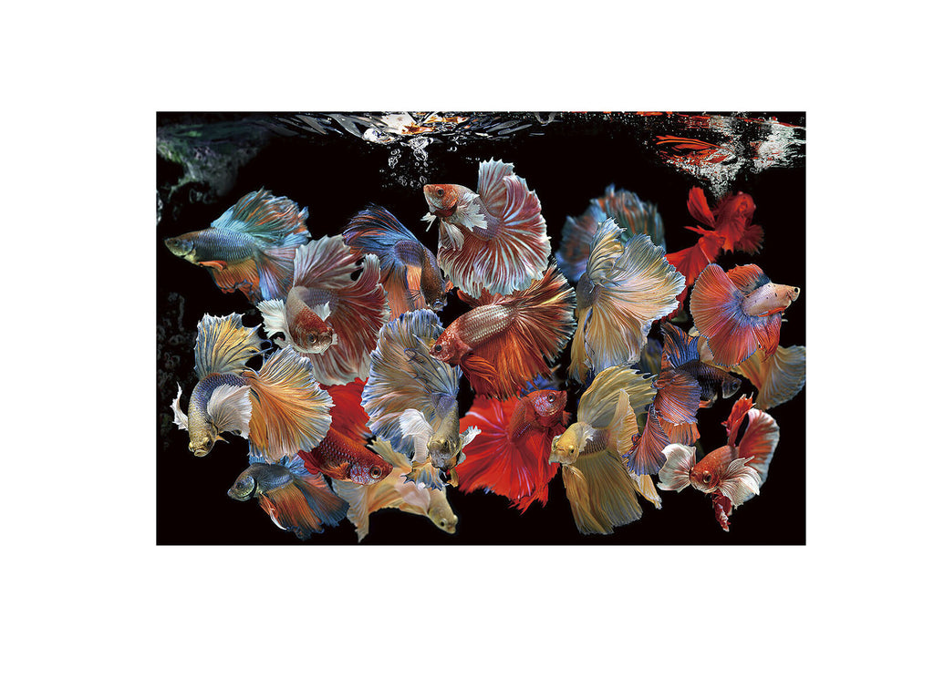 Fotografía Peces Siam 150 × 100 cm