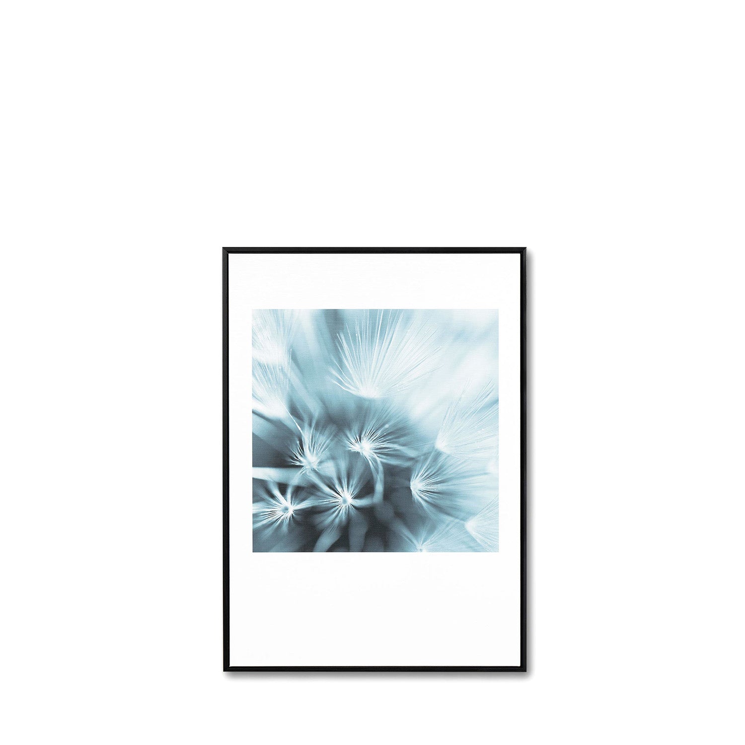 Cuadro Dandelion