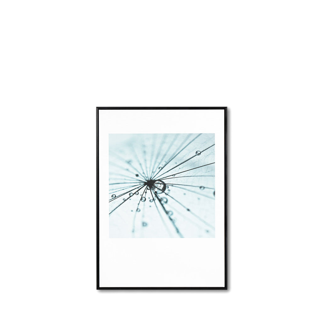 Cuadro Dandelion