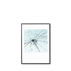 Cuadro Dandelion